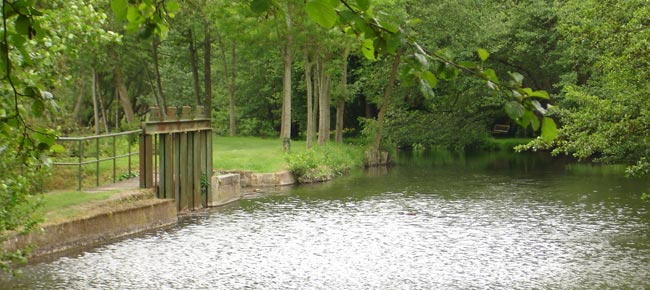 Venez visiter le plan d'eau / l'étang du Vieux Moulin ou venez pêcher des poissons (brochets, sandres, carpes, gardons, etc.) au plan d'eau à Chapelle Royale en Eure et Loir dans le Perche